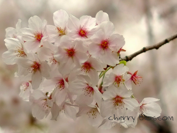 「御殿山の桜2016」_a0000029_22581115.jpg