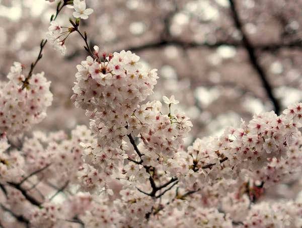 「御殿山の桜2016」_a0000029_2301547.jpg