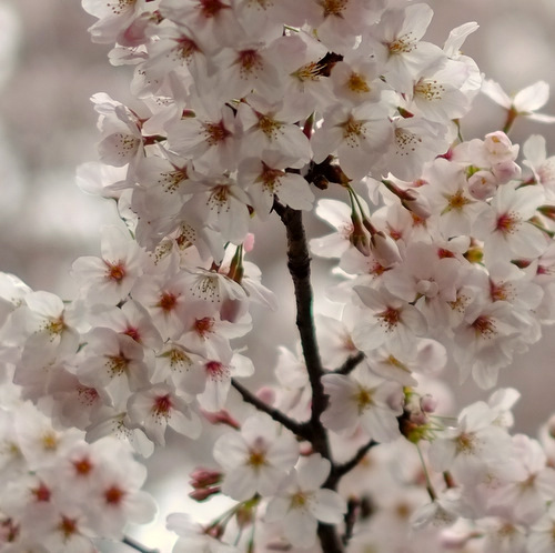 「御殿山の桜2016」_a0000029_2302972.jpg