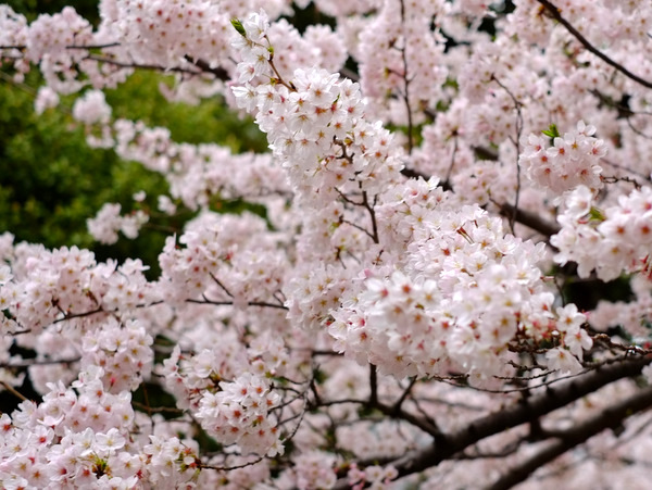 「御殿山の桜2016」_a0000029_2304057.jpg