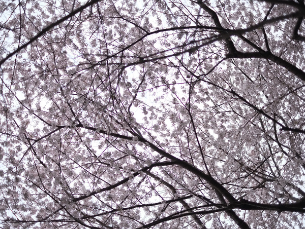 「御殿山の桜2016」_a0000029_23105182.jpg