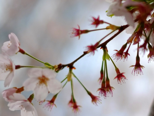 「御殿山の桜2016」_a0000029_2315486.jpg