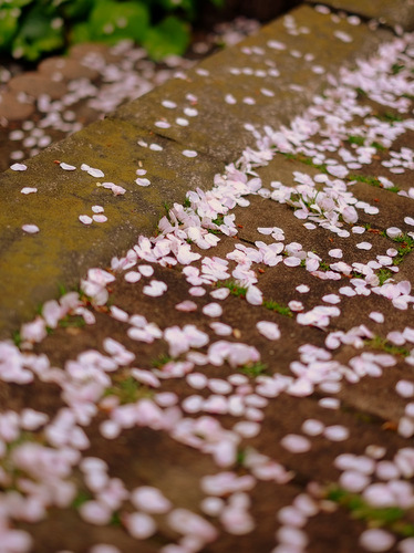 「御殿山の桜2016」_a0000029_2321328.jpg