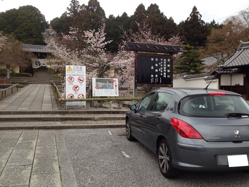 2016年　粟生光明寺の桜【早朝お花見】_b0004229_1421513.jpg