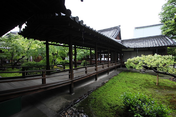 新緑のお寺 －建仁寺－_b0169330_22541435.jpg