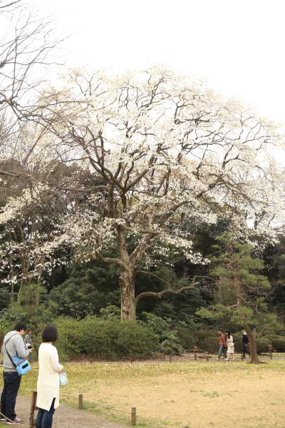 １６年桜紀行《Ⅱ》六義園_f0229832_8292741.jpg