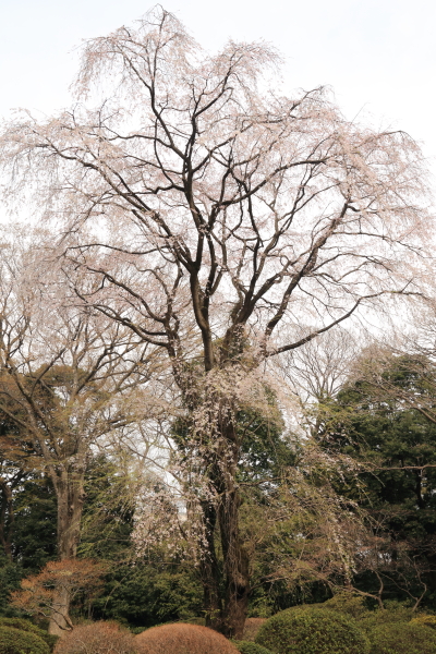 １６年桜紀行《Ⅱ》六義園_f0229832_8331653.jpg