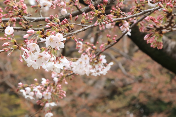 １６年桜紀行《Ⅱ》六義園_f0229832_8345339.jpg