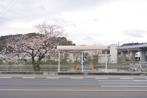 瀬田川沿いの桜が見ごろ_d0170835_1346301.jpg