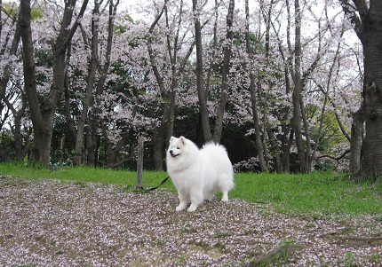 さくら_b0177436_11451995.jpg