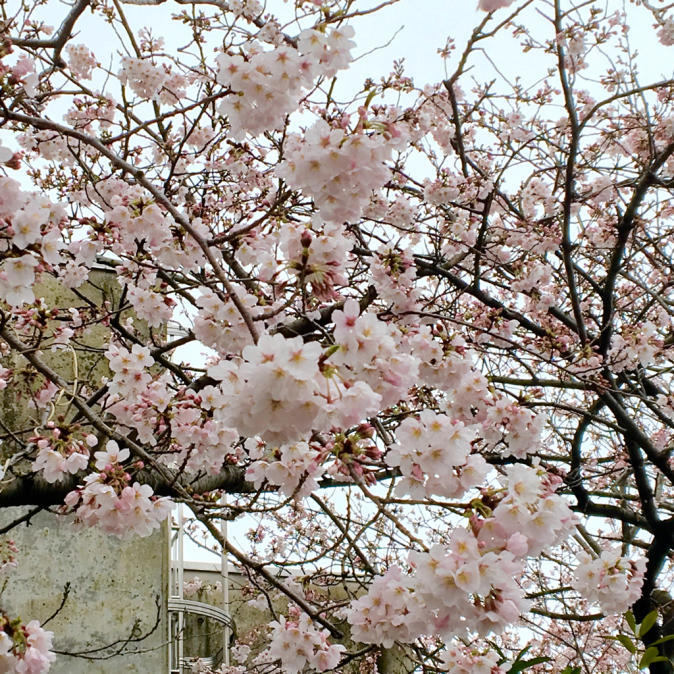 茅ケ崎の桜 2016_c0090236_15575123.jpg