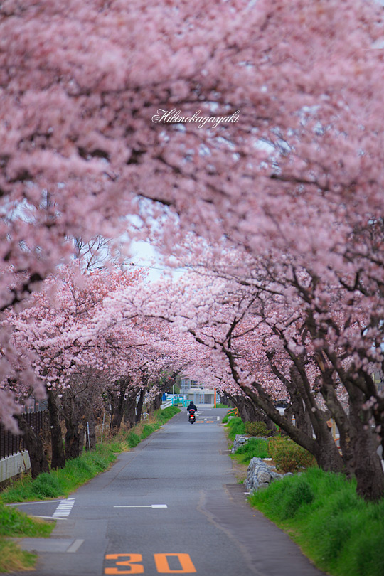 桜のトンネル_f0055239_10175921.jpg