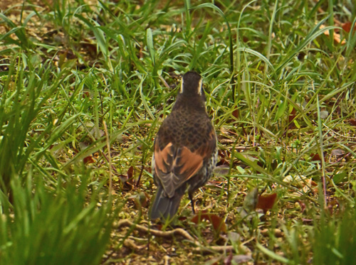 保存林のツグミ Dusky thrush_f0206939_22322551.jpg