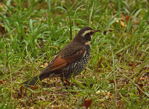 保存林のツグミ Dusky thrush_f0206939_22332232.jpg