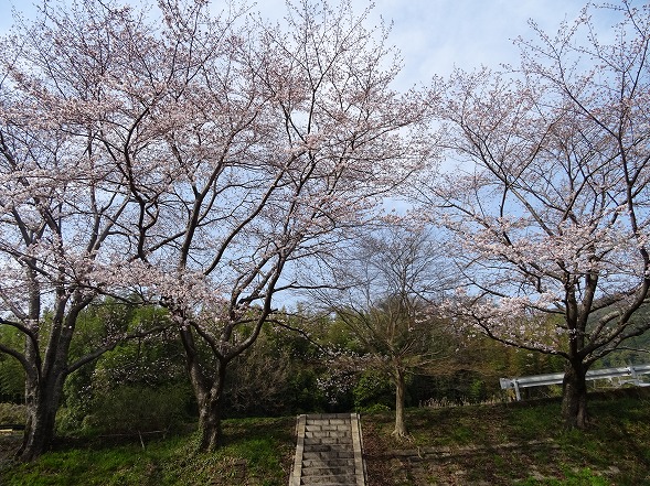 玉川の桜 （井手町）_b0299042_1527118.jpg