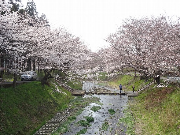 玉川の桜 （井手町）_b0299042_15274013.jpg