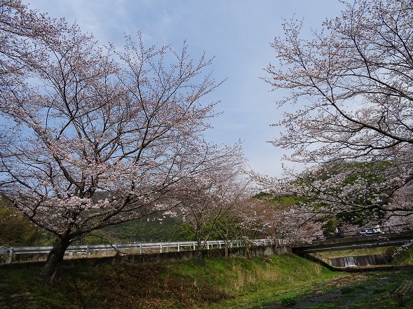 玉川の桜 （井手町）_b0299042_15281696.jpg