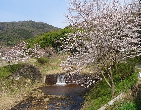 玉川の桜 （井手町）_b0299042_15282658.jpg