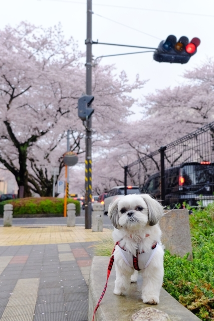 雨の桜祭り_a0322747_16190566.jpg