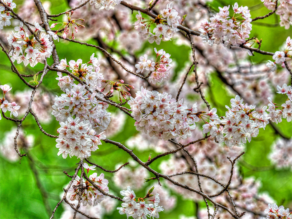 岩倉桜まつり2016　(1)_b0135347_23444245.jpg