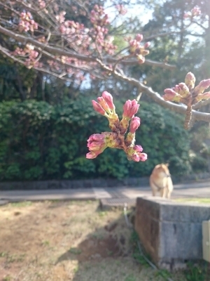 今年の桜_e0171951_19443610.jpg