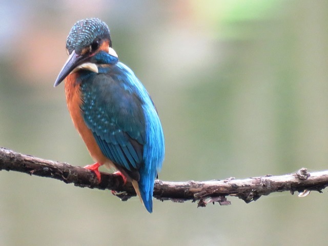 野鳥トレ51 奥須磨公園_b0227552_21454451.jpg