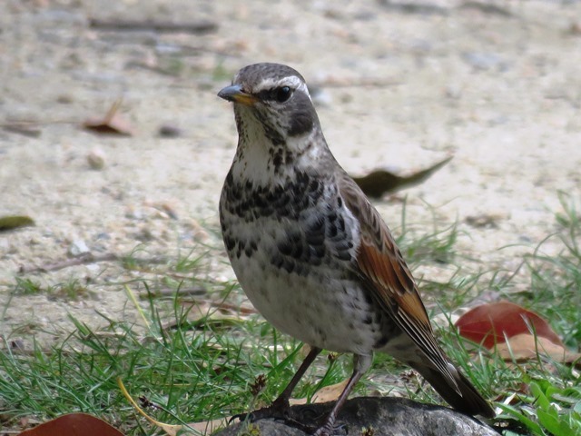 野鳥トレ51 奥須磨公園_b0227552_21461448.jpg
