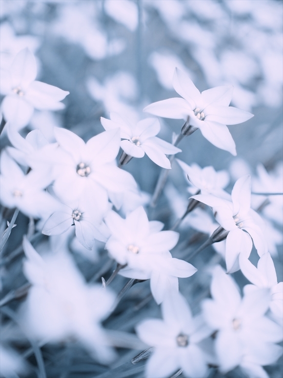 【SNAP】一番お気に入りの花、イフェイオン(ハナニラ）_b0008655_14162519.jpg