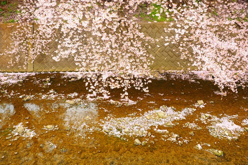 ◆桜満開・はなぐもり　～所沢市 東川の桜並木_b0008655_21081871.jpg