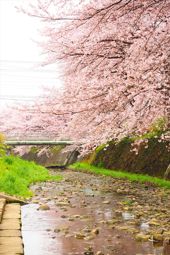 ◆桜満開・はなぐもり　～所沢市 東川の桜並木_b0008655_21101122.jpg