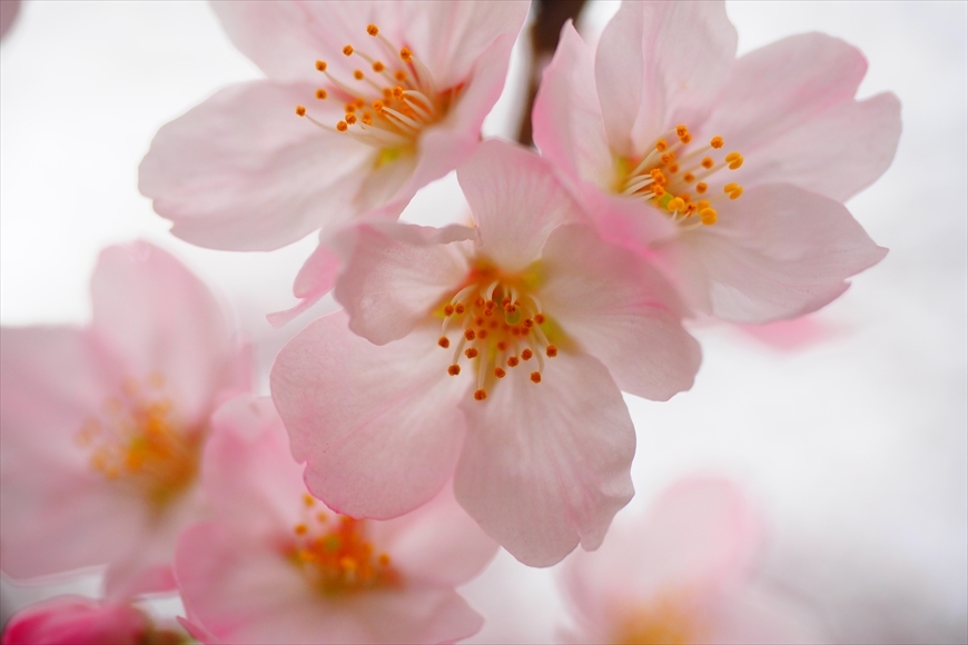 ◆桜満開・はなぐもり　～所沢市 東川の桜並木_b0008655_21115800.jpg