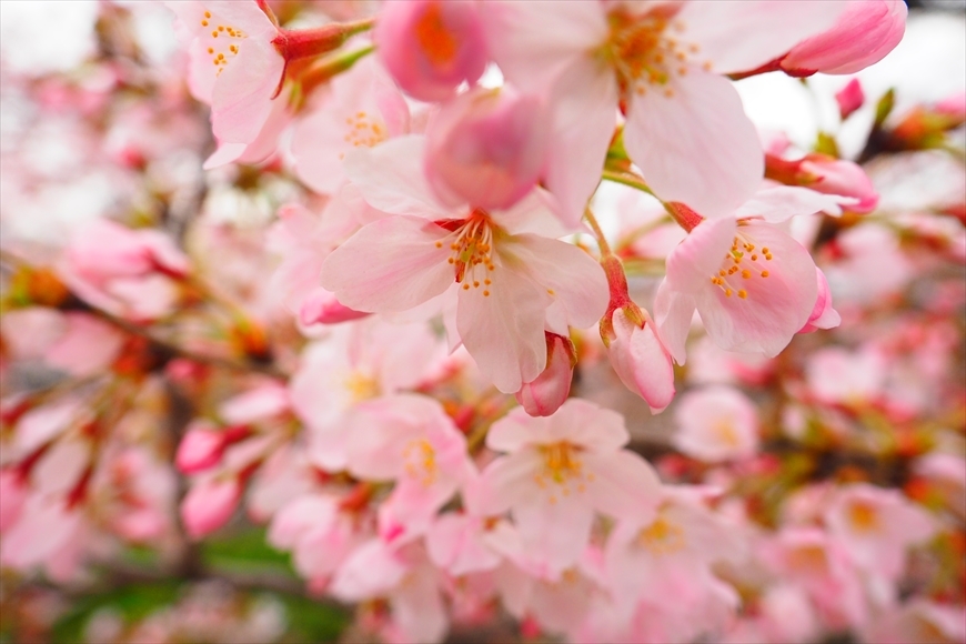 ◆桜満開・はなぐもり　～所沢市 東川の桜並木_b0008655_21121107.jpg