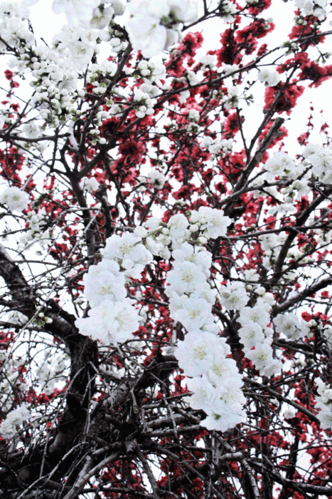 b0277257_22164160.gif