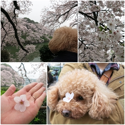 水戸桜、東京桜_e0170558_22223933.jpg