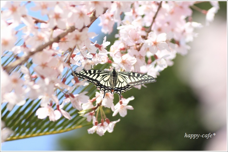 蓮生寺の枝垂れ桜・３♪　～桜とアゲハ蝶～_a0167759_2229132.jpg