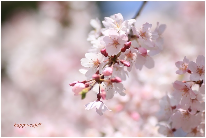 蓮生寺の枝垂れ桜・３♪　～桜とアゲハ蝶～_a0167759_2356193.jpg