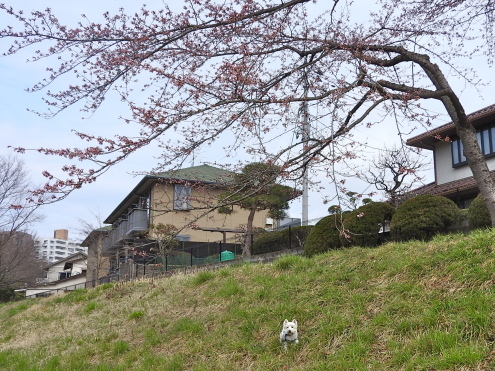 開花宣言は出ましたが。。_c0260460_09454172.jpg