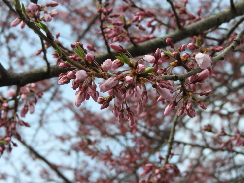 開花宣言は出ましたが。。_c0260460_09461296.jpg