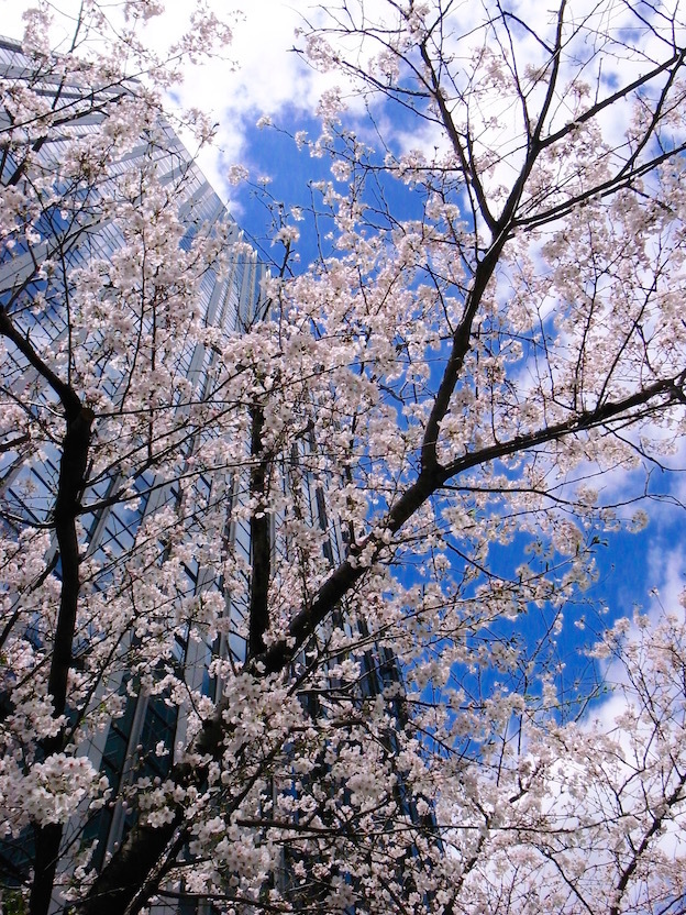 大阪、お花見散歩_f0134963_18190965.jpg