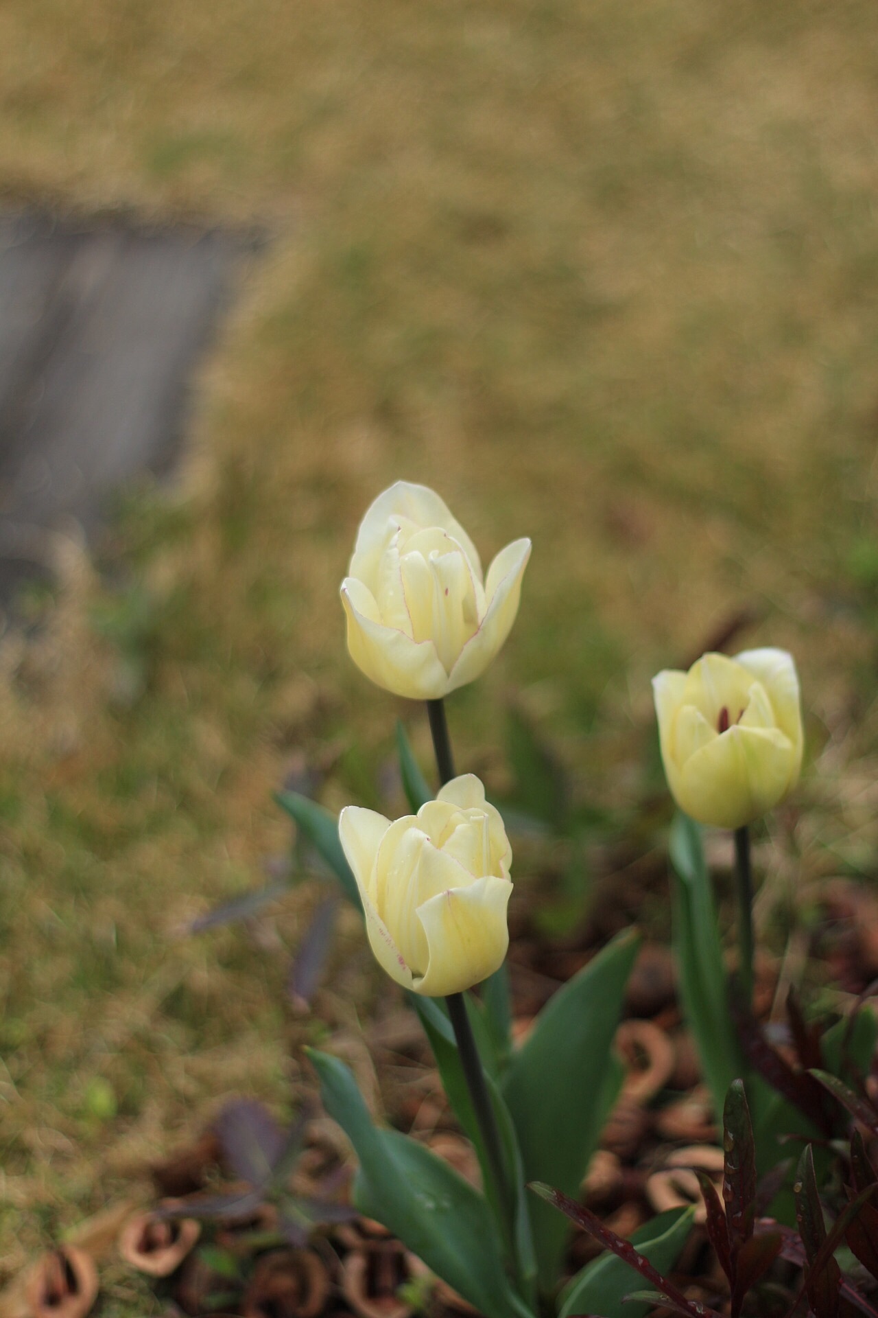 f0272164_20164051.jpeg