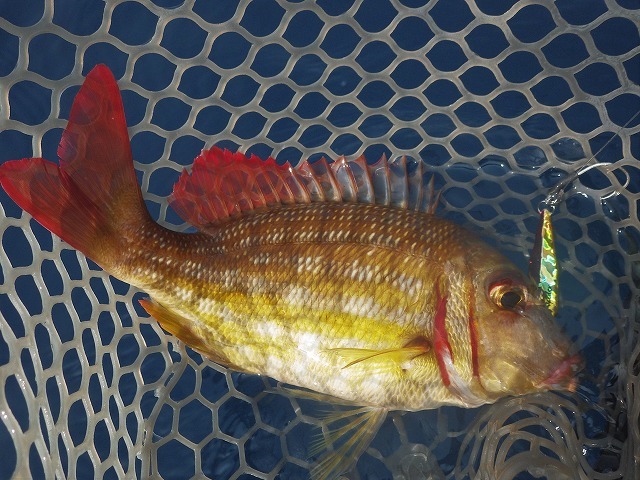 魚図鑑フエフキ系 その他 Pescador 釣り人 の日常 魚図鑑フエフキ系 その他 Pescador 釣り人 の日常