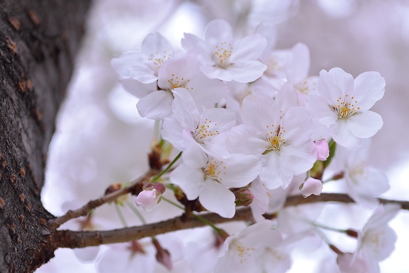 家族で軽くお花見_f0067667_19304771.jpg