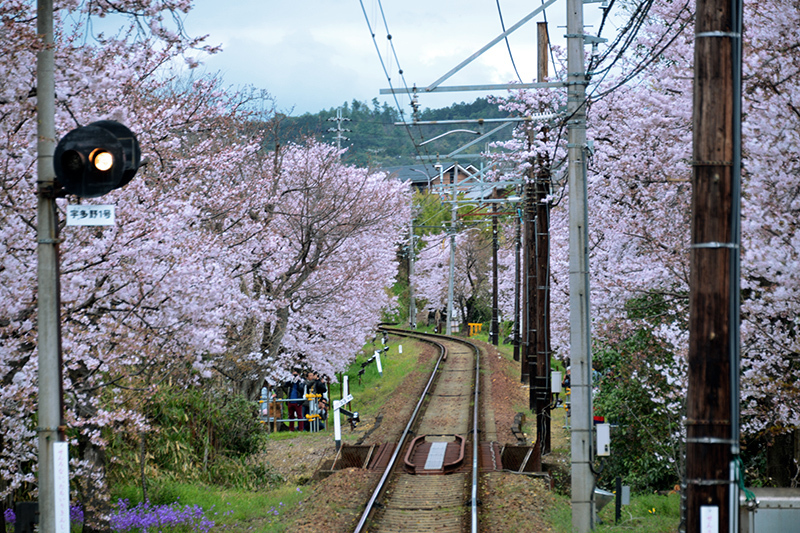 嵐電　桜のトンネル_c0317868_07504978.jpg