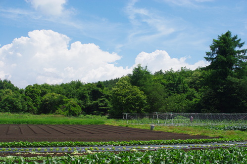 独立してキシノウエンを開園しました_b0167270_694812.jpg