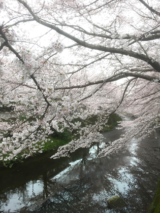 今日も桜_e0351070_23425514.jpg