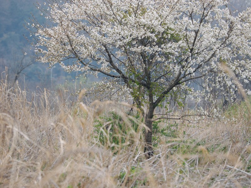 多摩川河川敷の新緑_a0330871_09380606.jpg