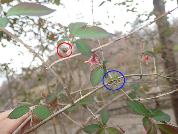 すくすく育つ -1-_e0167571_22172510.jpg