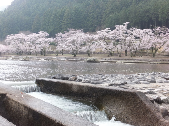 君が野ダム桜まつり_d0095876_1525247.jpg