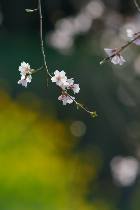 桜～２０１６～⑥_e0152576_19252118.jpg