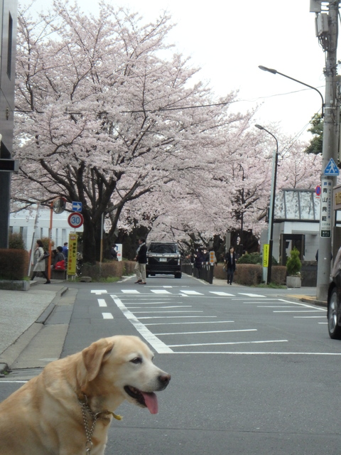f0052277_1504453.jpg